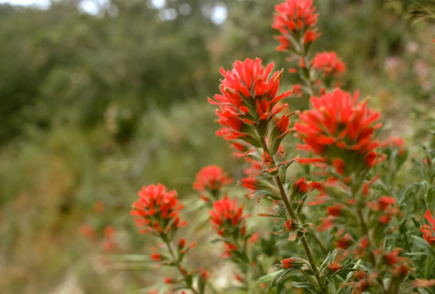 Drum Canyon, Paint Brush (Castilleja)
