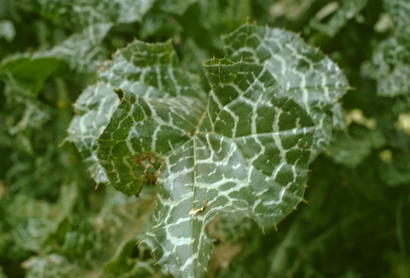 Milk Thistle Leaf, Drum Canyon