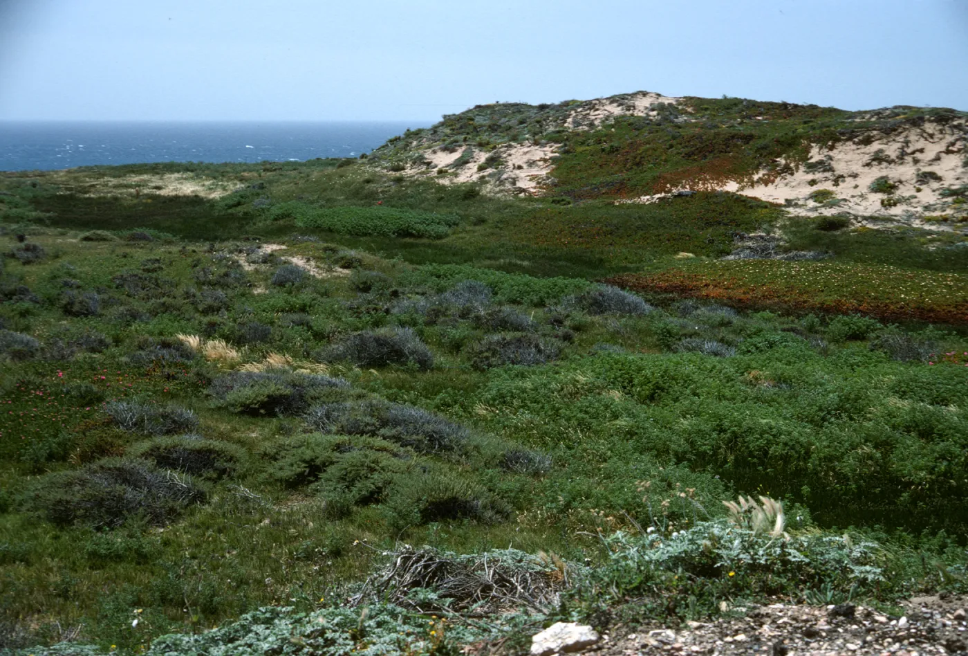 Point Conception (south of buildings) moist area, marsh in front