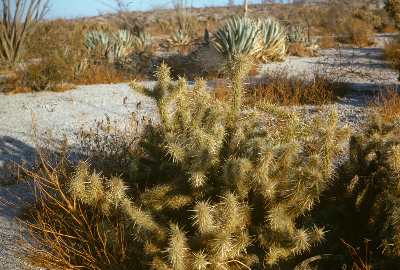 Cholla, Sonoran desert, Anza Borrego