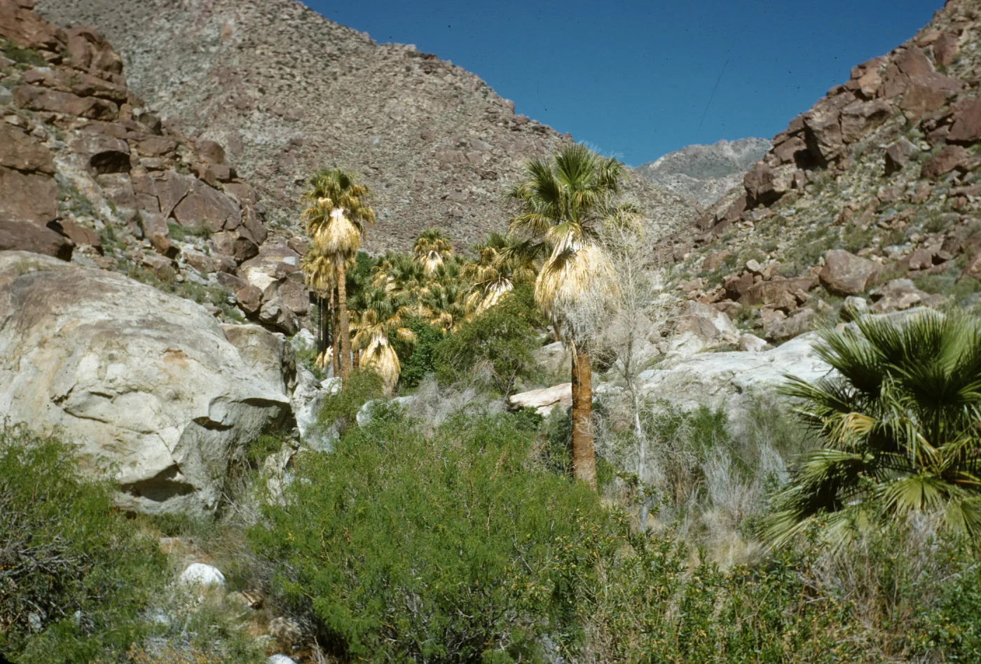 palm oasis, Palm Canyon, Borrego