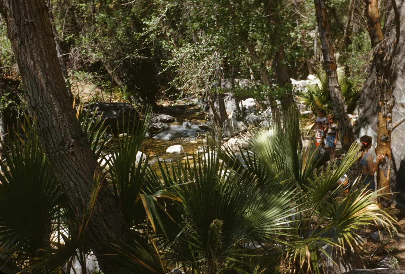 Andreas Canyon, children
