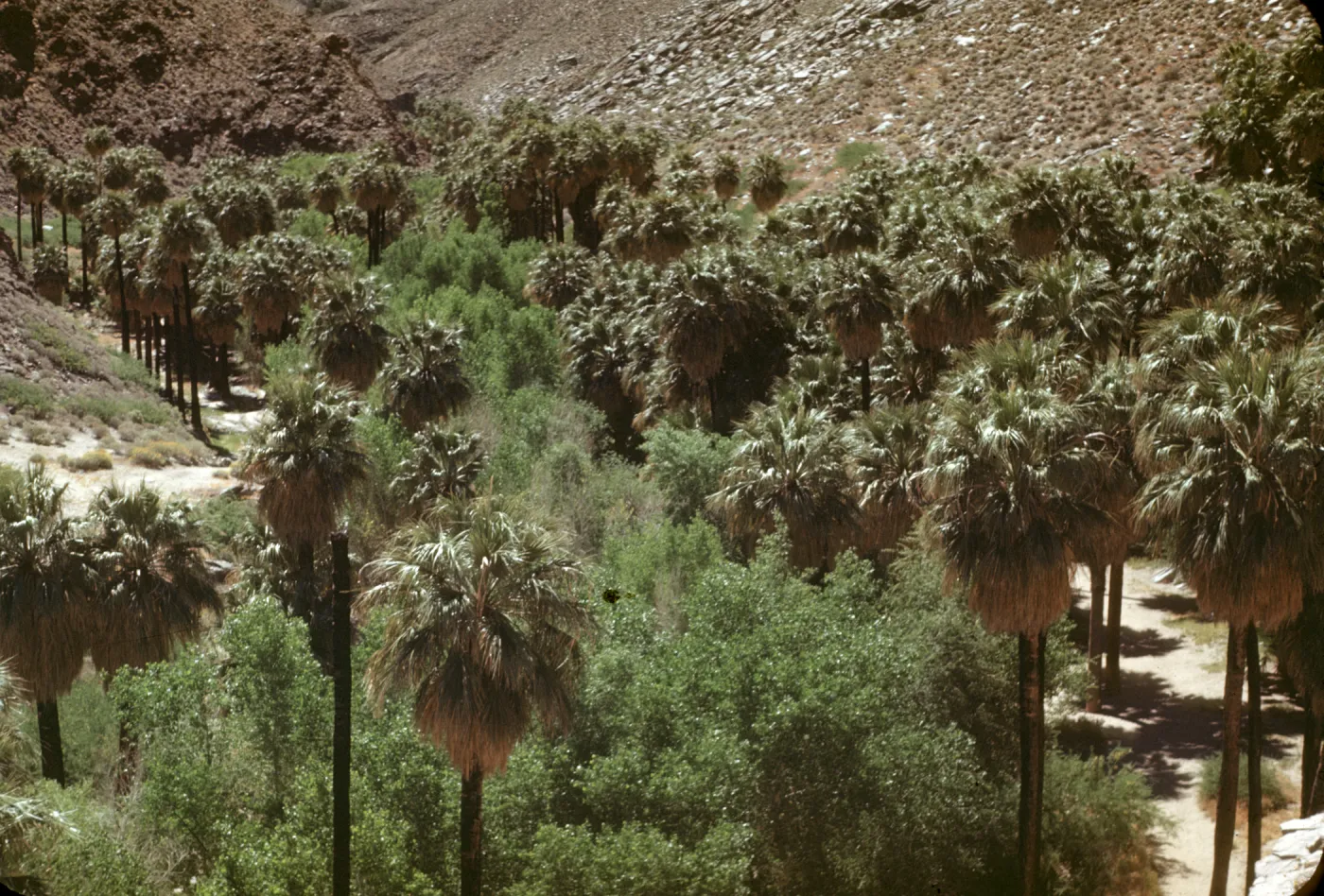 Palm Canyon, desert palm oasis