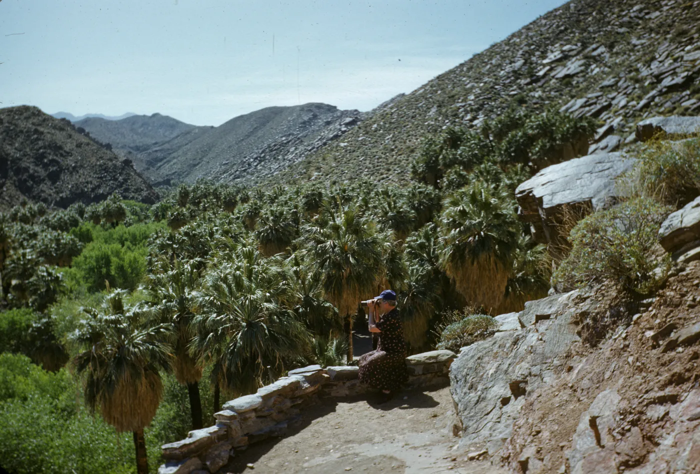 viewing Palm Canyon, from Trading Post
