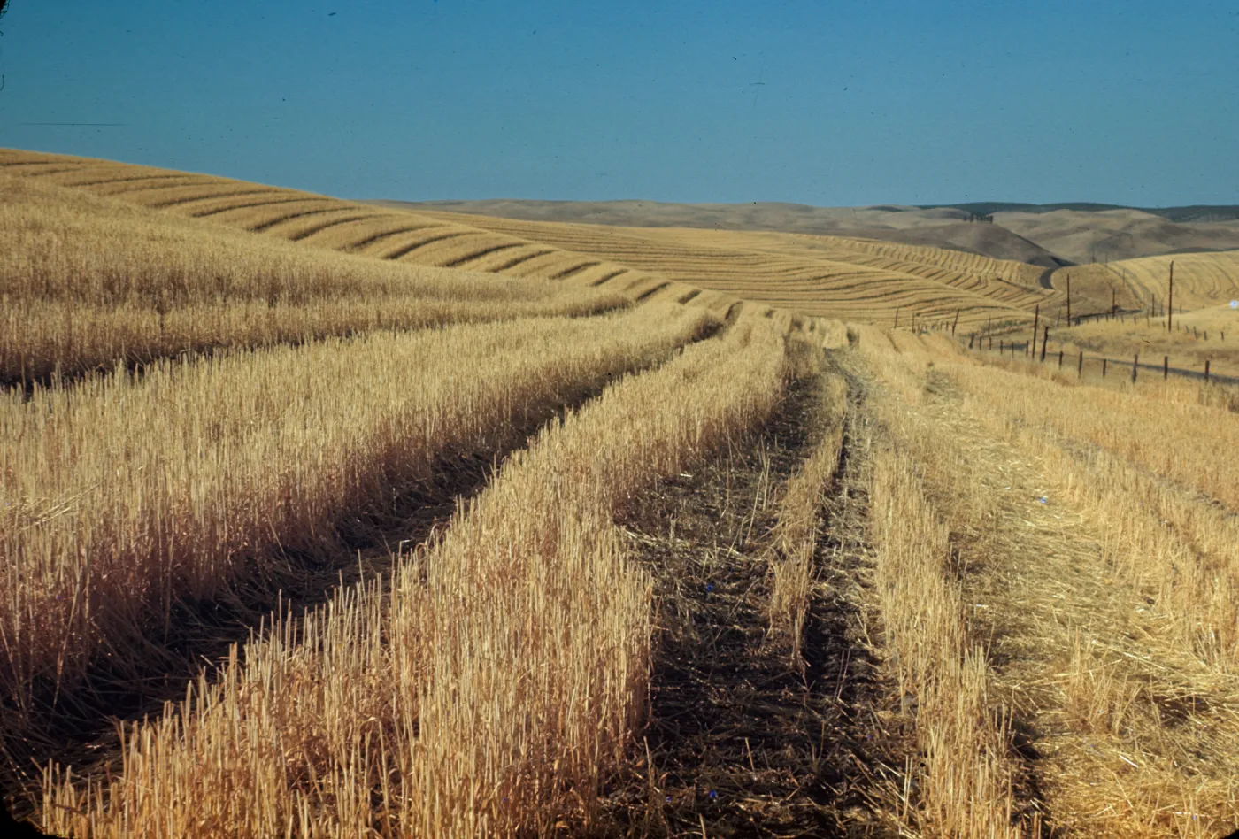oat field, near Creston, rows of agricultural grassland