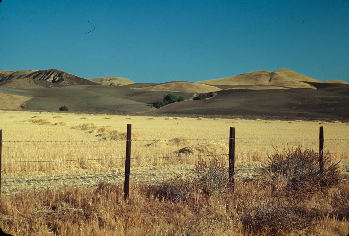 barley field near Shandon, golden field, agricultural grassland