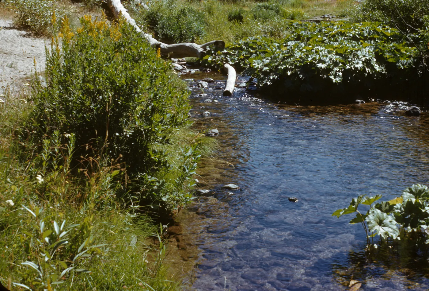 still pool in creek, Big Creek, Summerdale