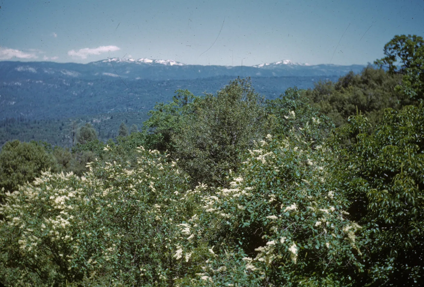 Ceanothus intergerrimus, mountain peaks, Oakhurst Road