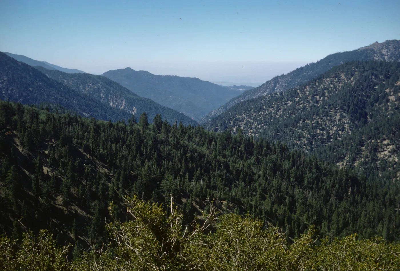 Highway 18, west of Big Bear Lake, mixed conifers