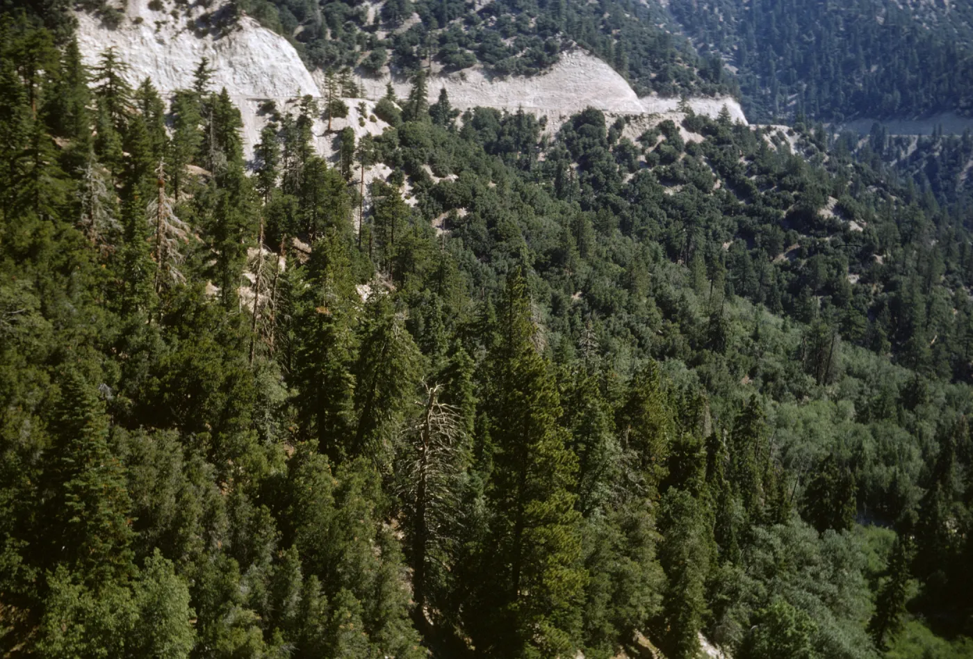 Highway 18, west of Big Bear Lake, mixed conifers