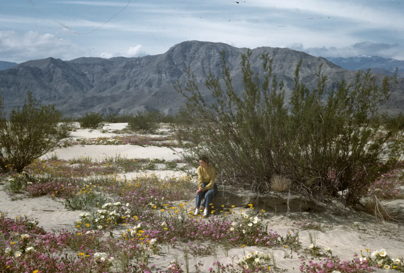 Bertha Argueta at Indian Wells, Primrose and Verbena (Vervain) in bloom, desert