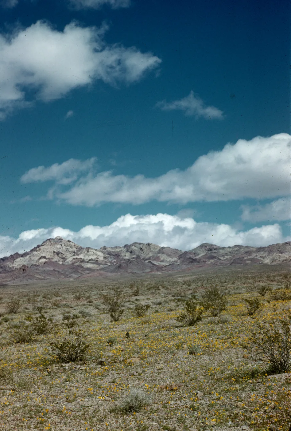 mountains of southern Death Valley entrance, desert poppies in bloom, clouds