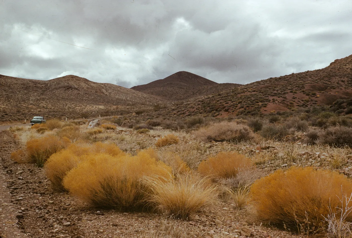 in Daylight Pass, Death Valley, desert, golden shrubs