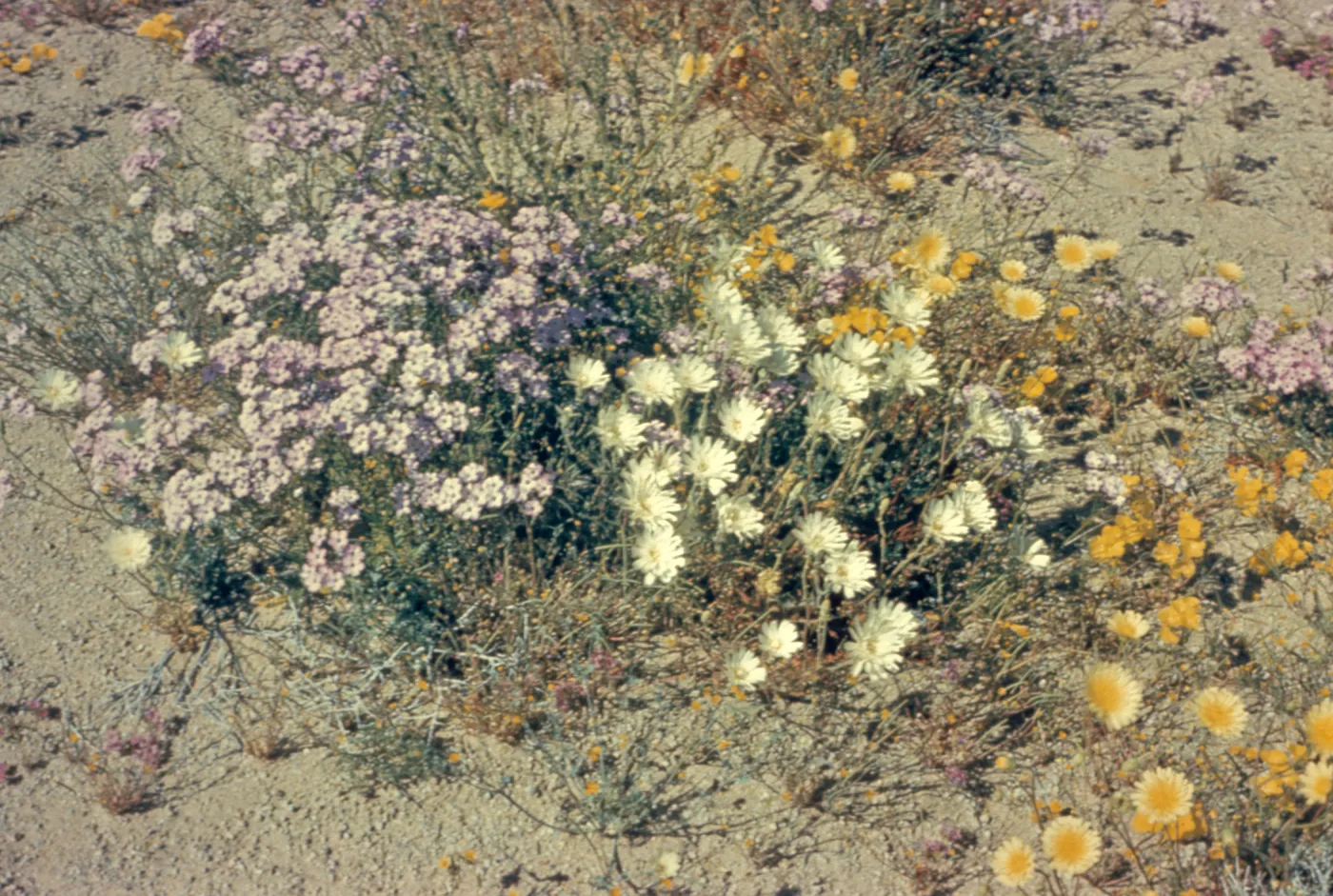 DV 154 'Desert Wildflowers'