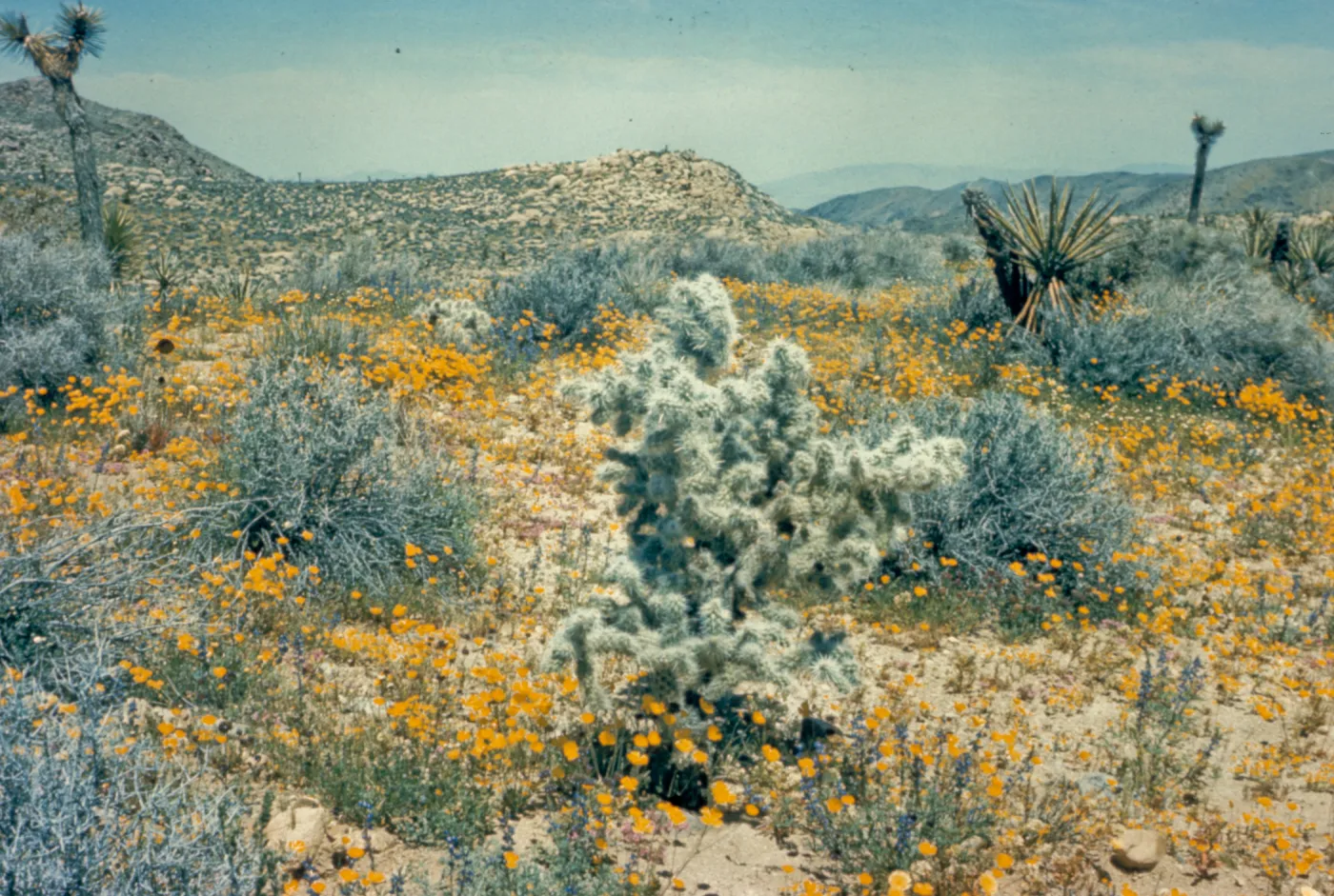 C32 Cholla Cacti and poppies