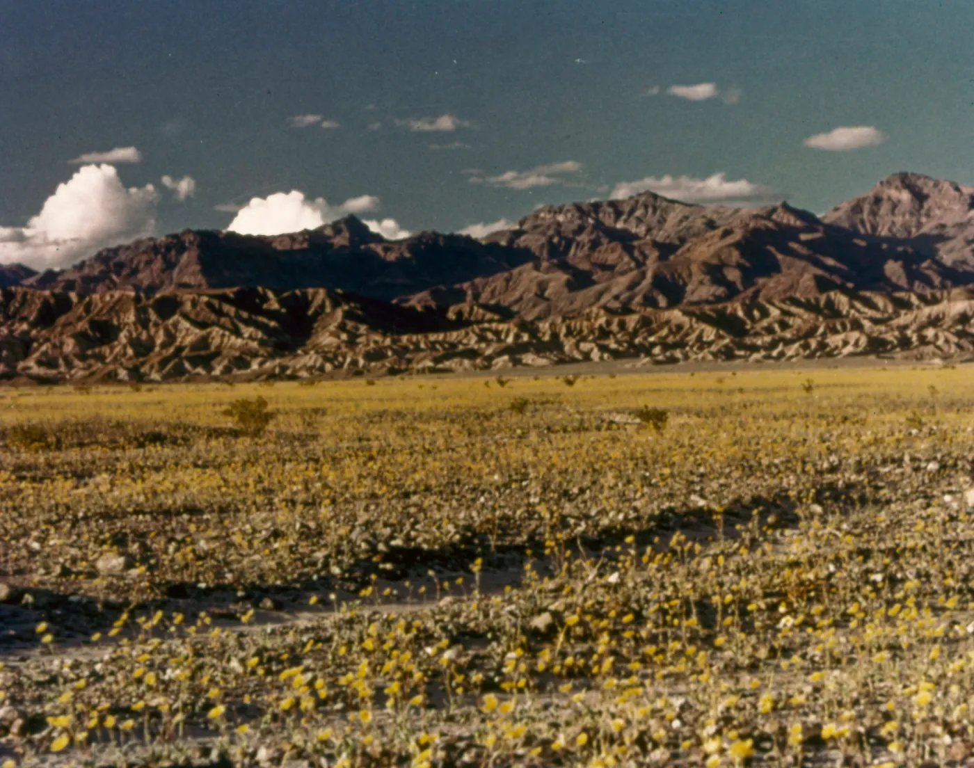 DV12-4 'Spring in Death Valley'