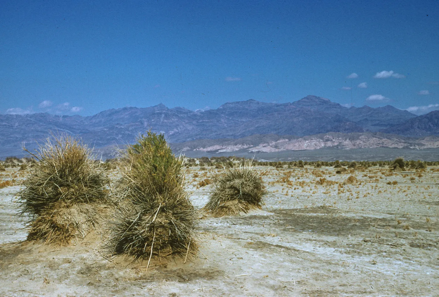 haycocks or corn shocks, Baccharis viminea, Funeral Mountains, Death Valley