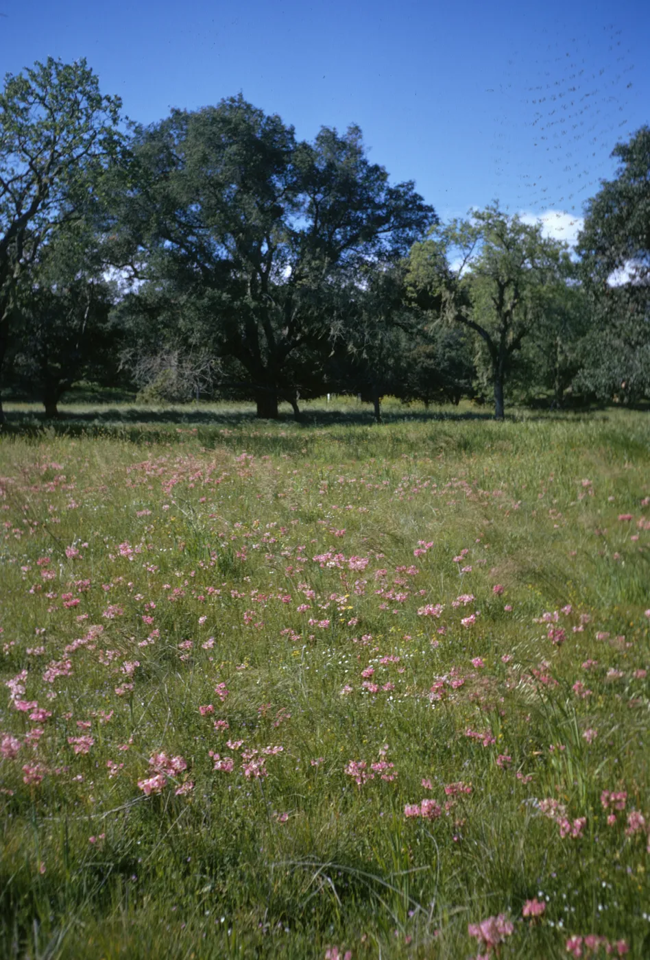 Foxen Canyon, pink wildflowers, oak woodland