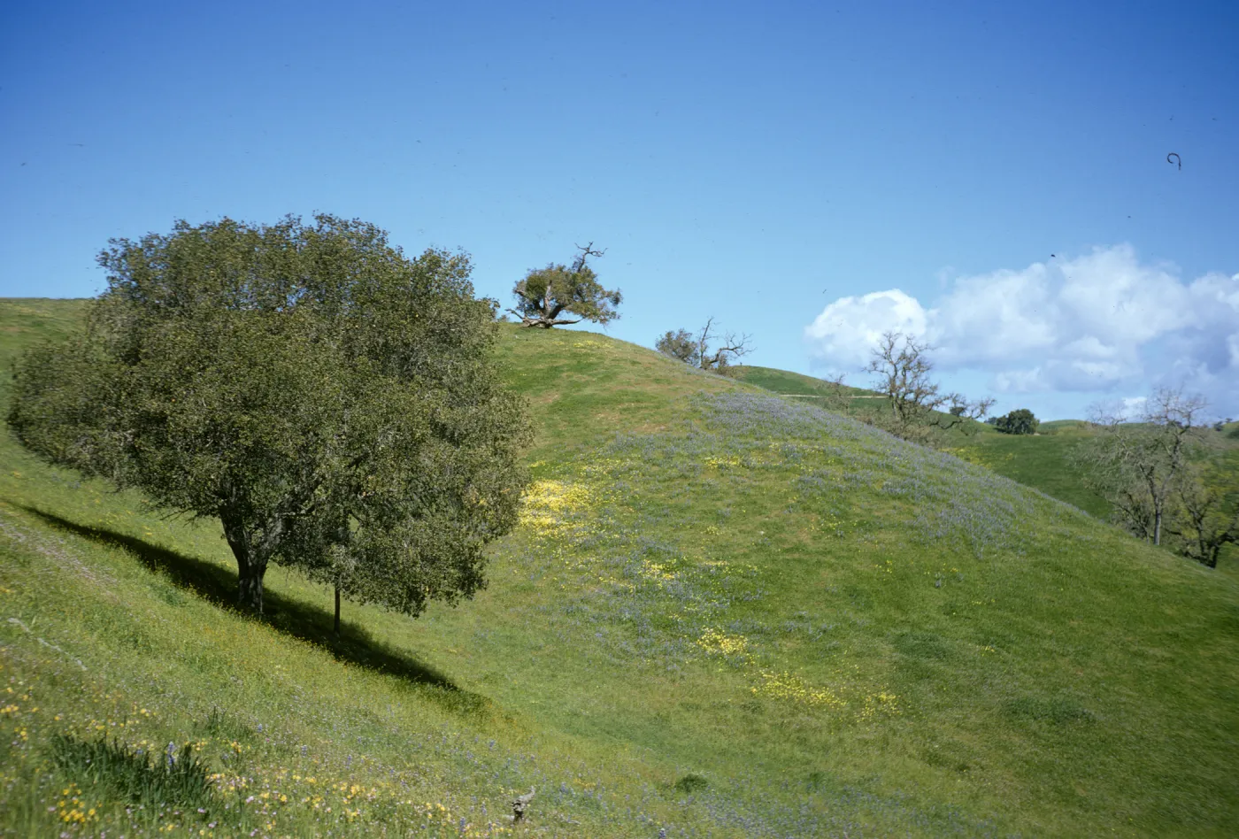 Foxen Canyon, wildflowers, sparce oak woodland, rolling hills