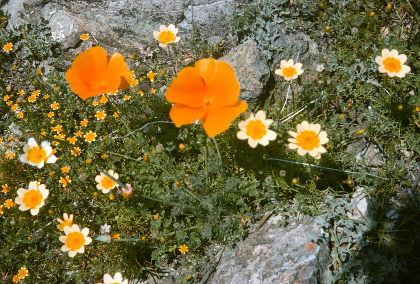 De la Guerra Springs, wildflowers