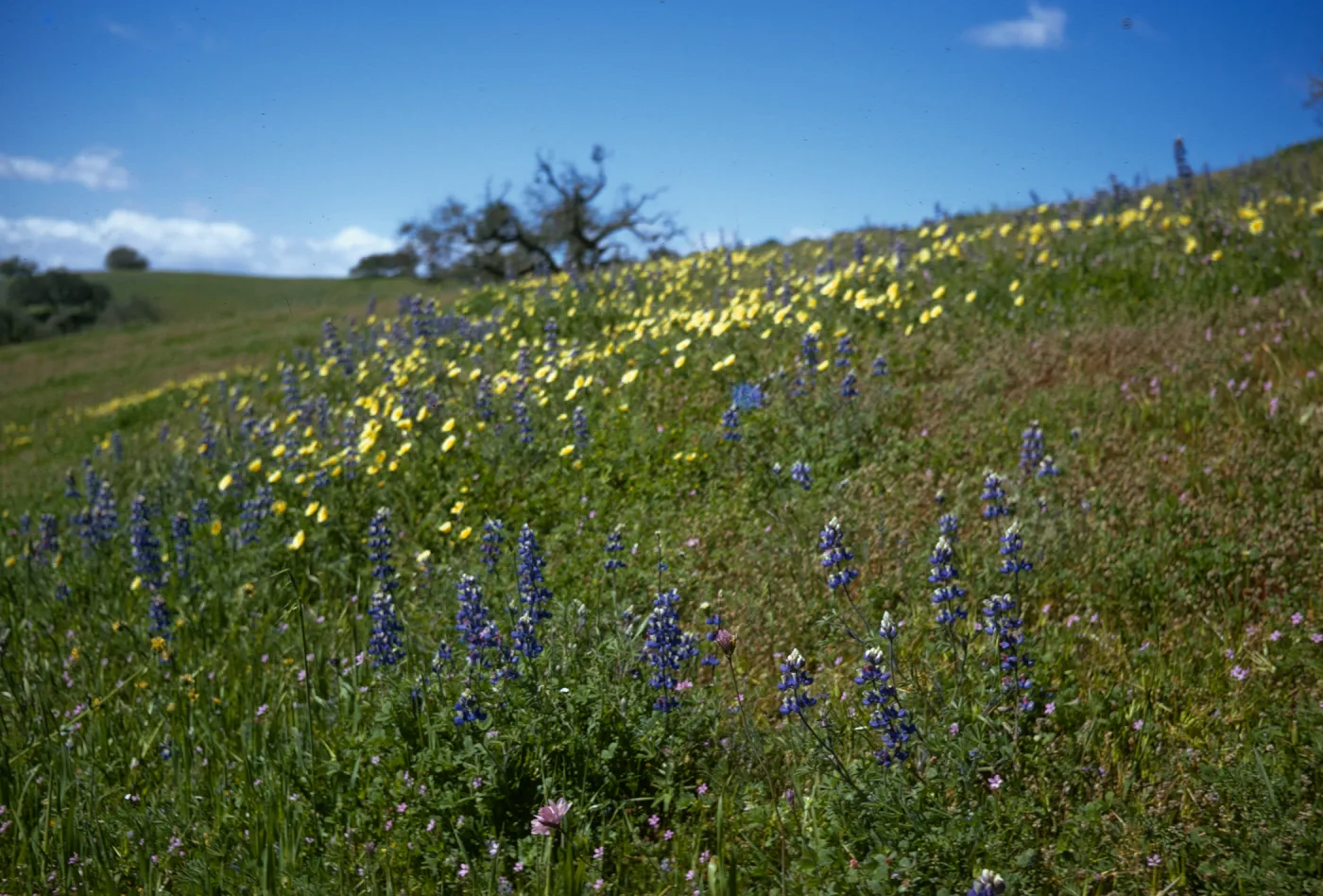 Foxen Canyon, wildflowers, Lupine