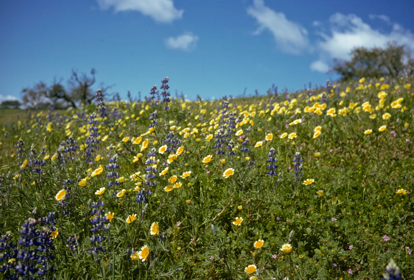 Foxen Canyon, wildflowers, lupine