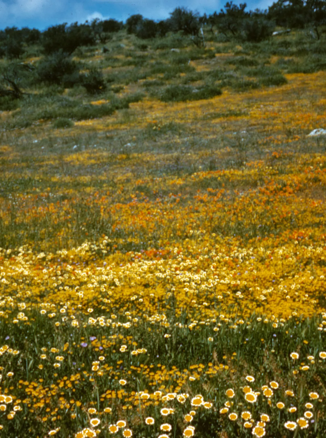 Figueroa Mounatin spring wildflowers, 1973