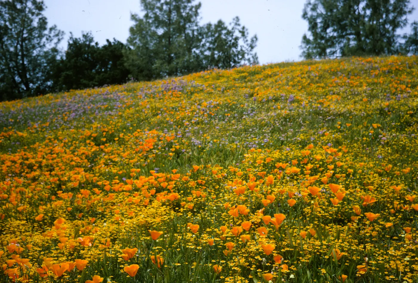 Foxen Canyon, carpet of dense wildflowers