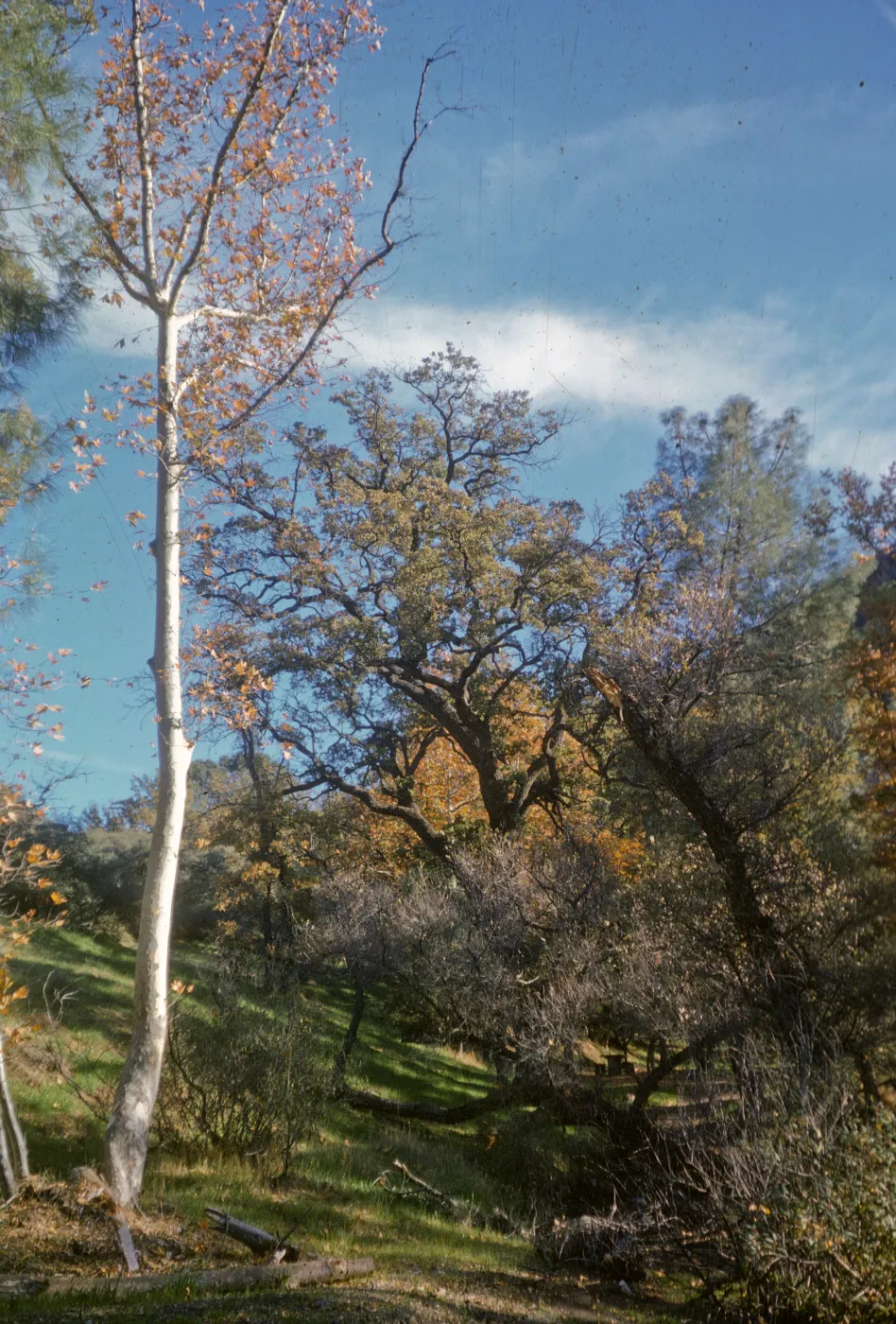 Davy Brown camp, Figueroa Mountain, oak woodland