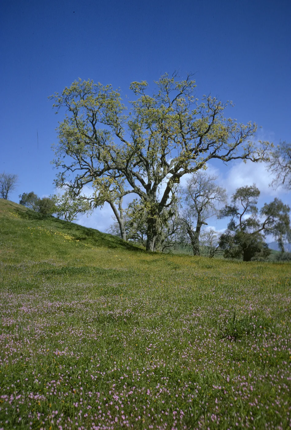 Foxen Canyon, wildflowers, oak woodland