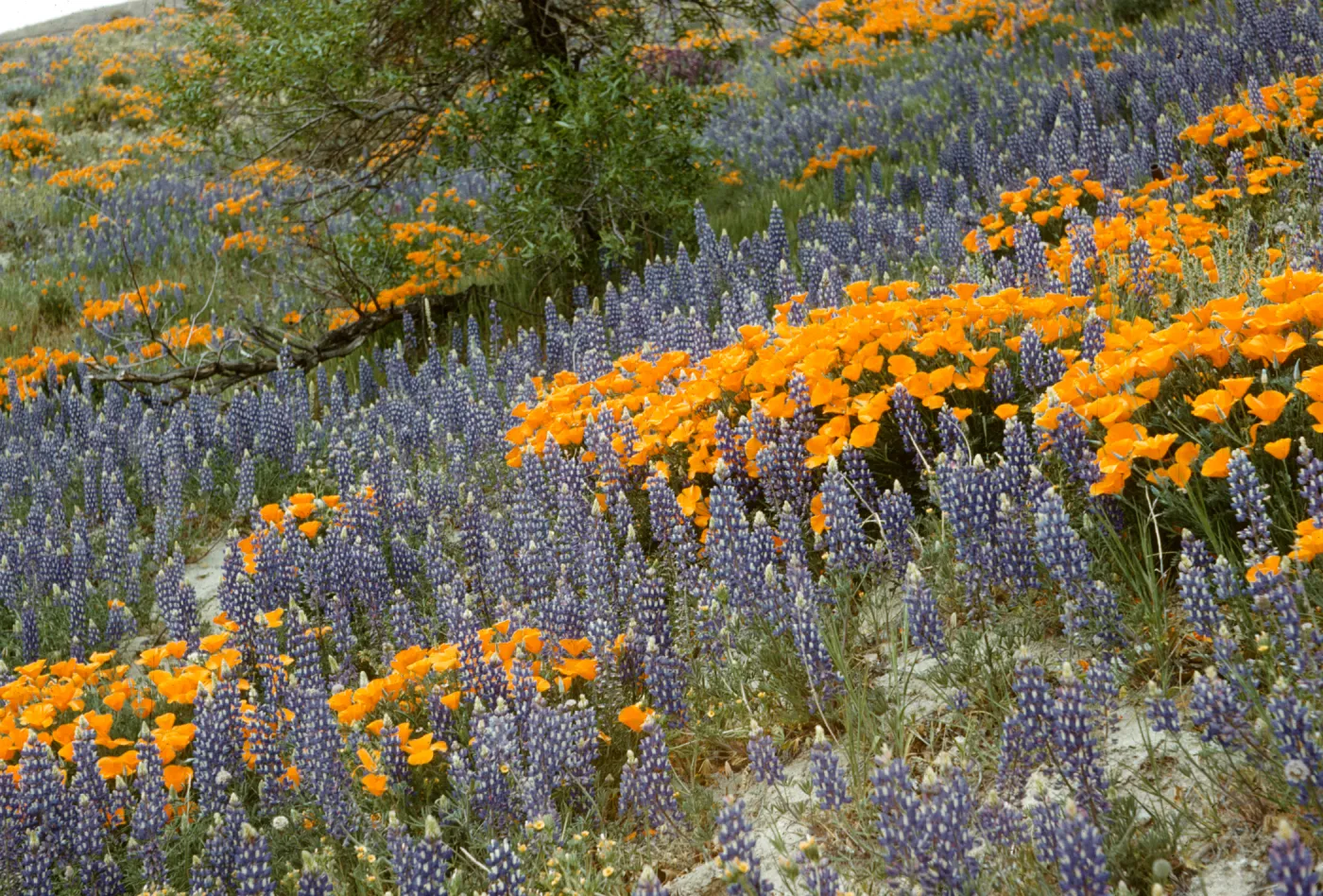 wildflowers, lupine and poppies at Gorman, Gorman Foothills
