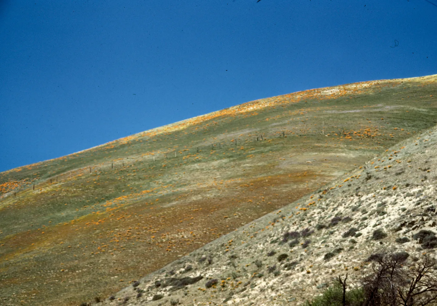 hill slope with wildflowers, Gorman foothills (poppies and Gilia)