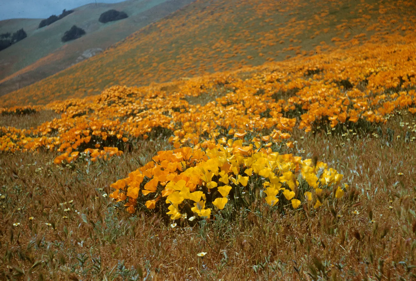 wildflowers, yellow and orange poppies as far as the eye can see, Gorman Hills, 1958
