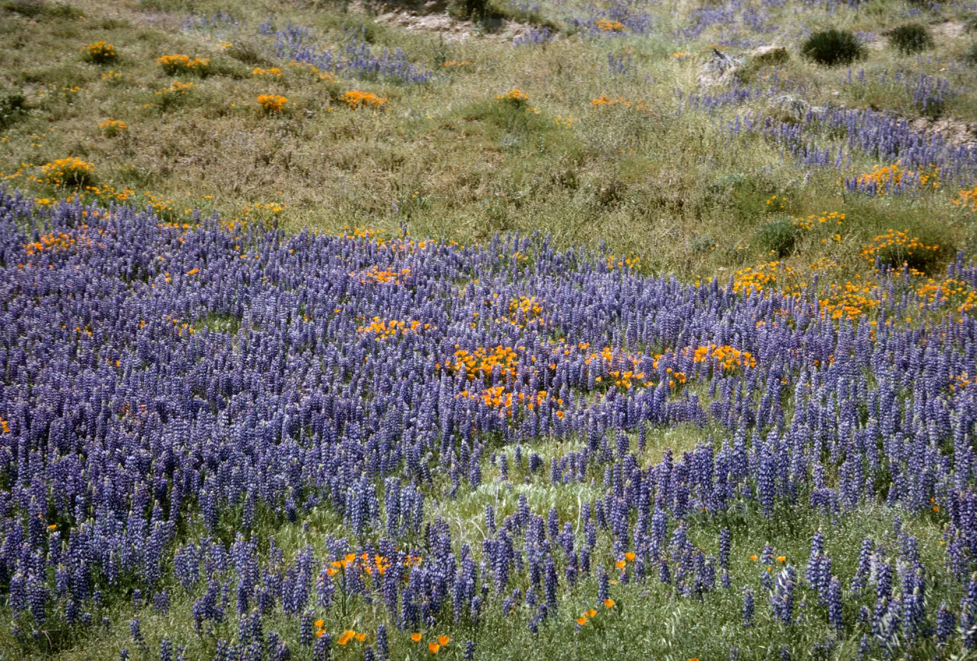 lupine and poppies in bloom, wildflowers in Gorman
