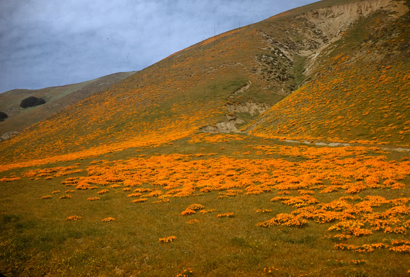 brilliant field of poppies, Gorman Hills, wildflowers