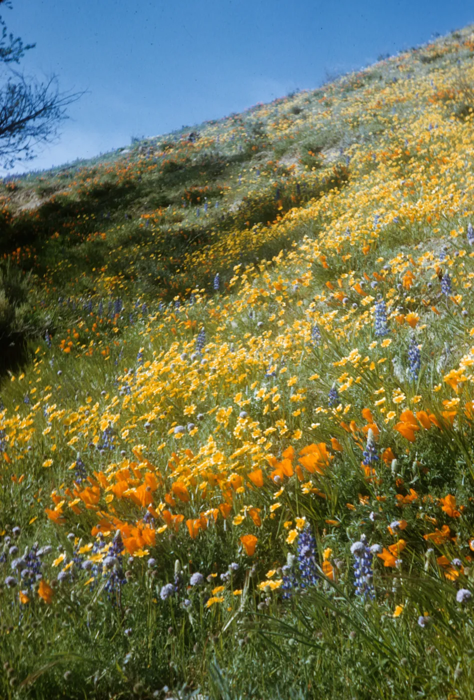 wildflower display, near willows, Gorman