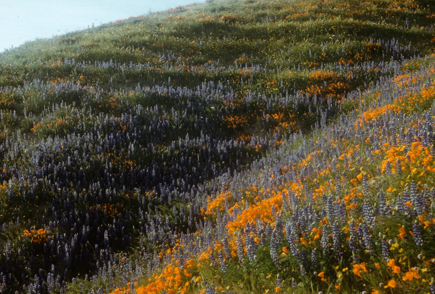 wildflowers, brilliant field of lupine and poppies, Gorman Hills, above Ojai