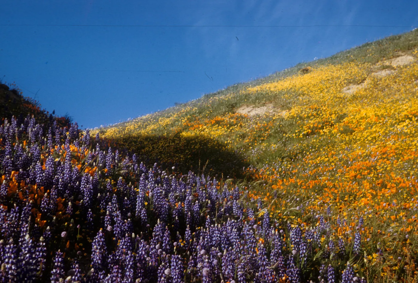 wildflowers, brilliant field of lupine and poppies, Gorman Hills, above Ojai