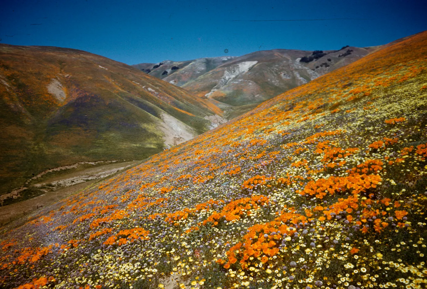 brilliant field of wildflowers, poppies, Gorman Hills