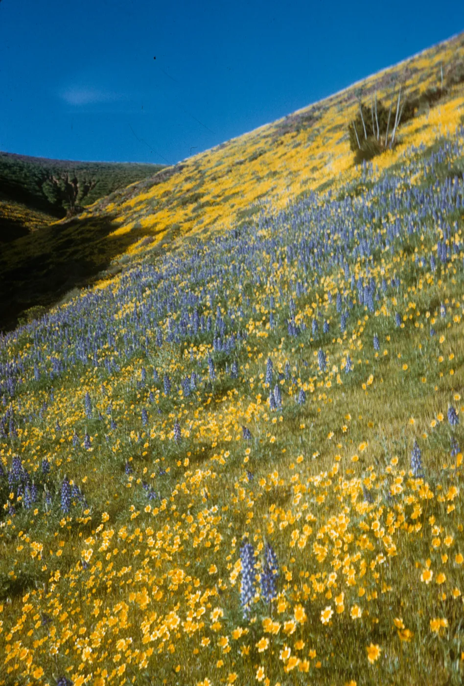 brilliant field of wildflowers, goldfields and lupine, Gorman Hills