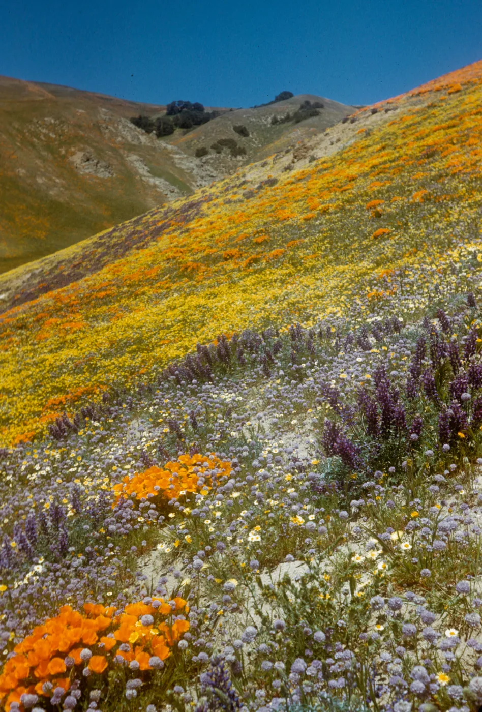 brilliant field of wildflowers, Gorman Hills