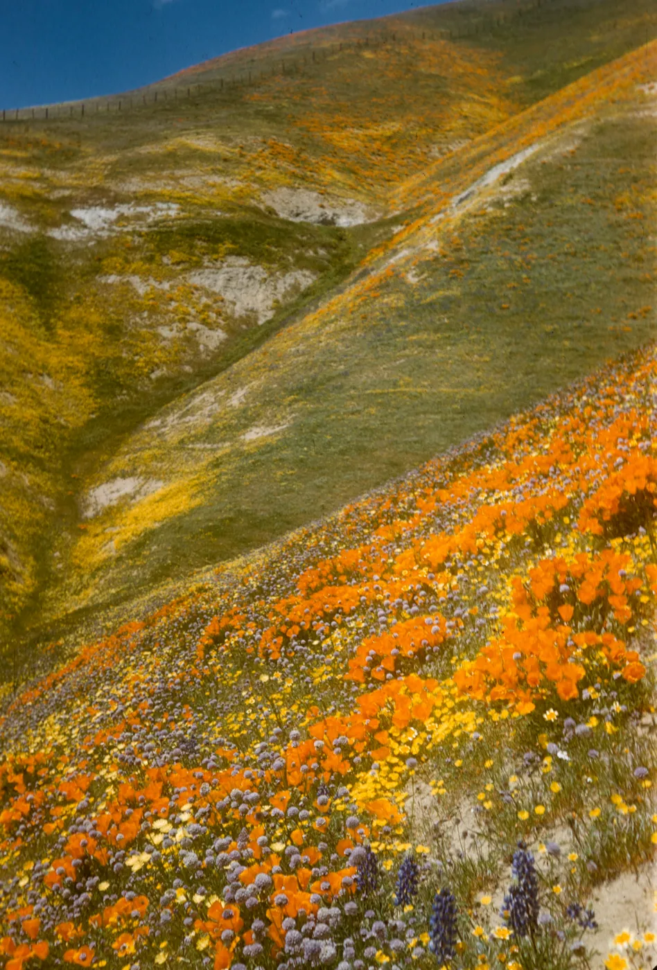 carpet of wildflowers, Gorman hills