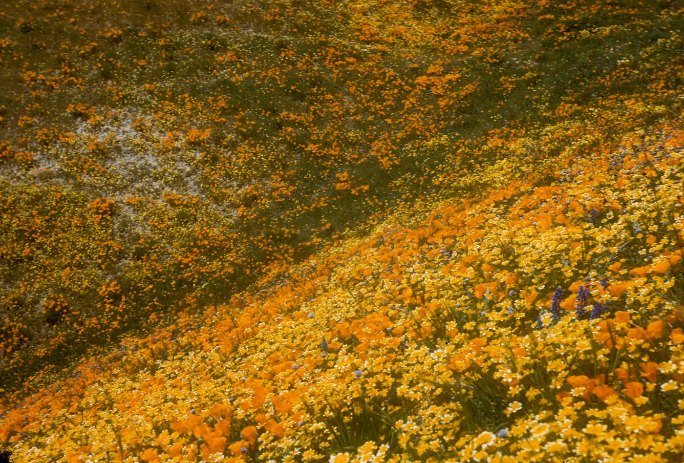 carpet of wildflowers, Gorman Hills