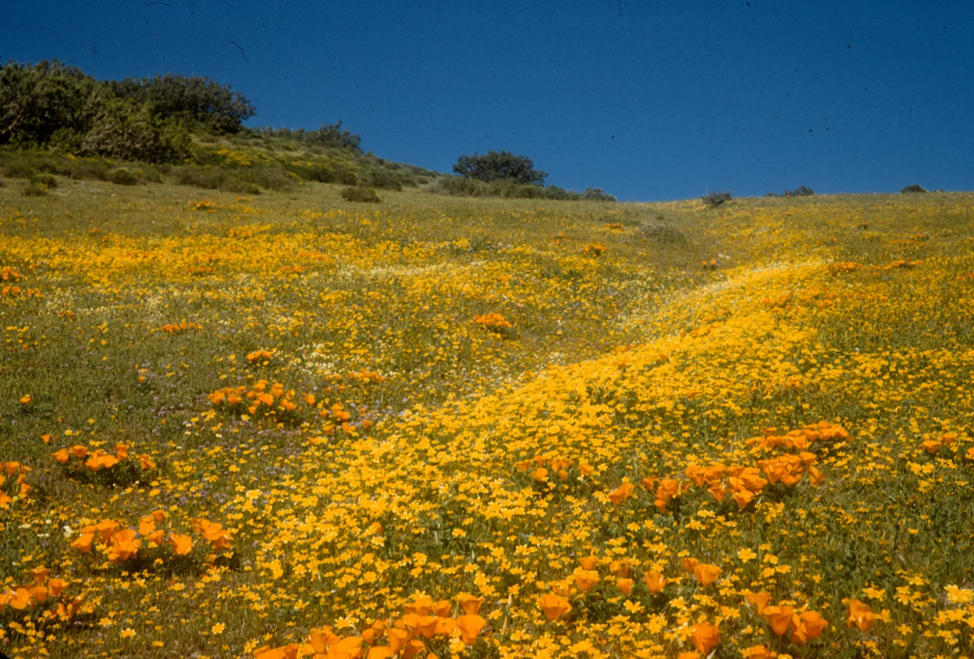 carpet of yellow wildflowers, goldfields and poppies, Gorman Hills