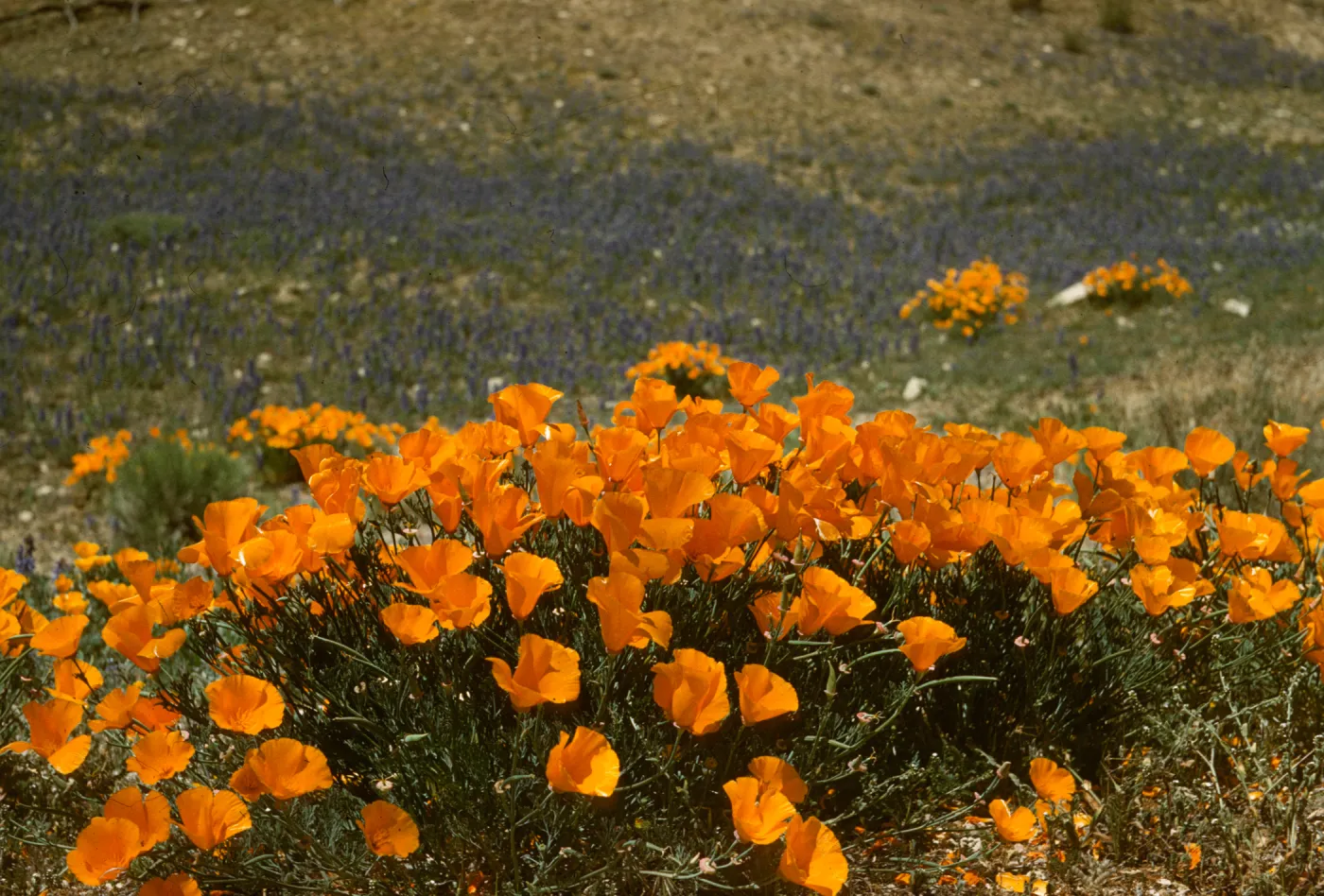 poppies close-up with field of purple wildflowers in background, Gorman