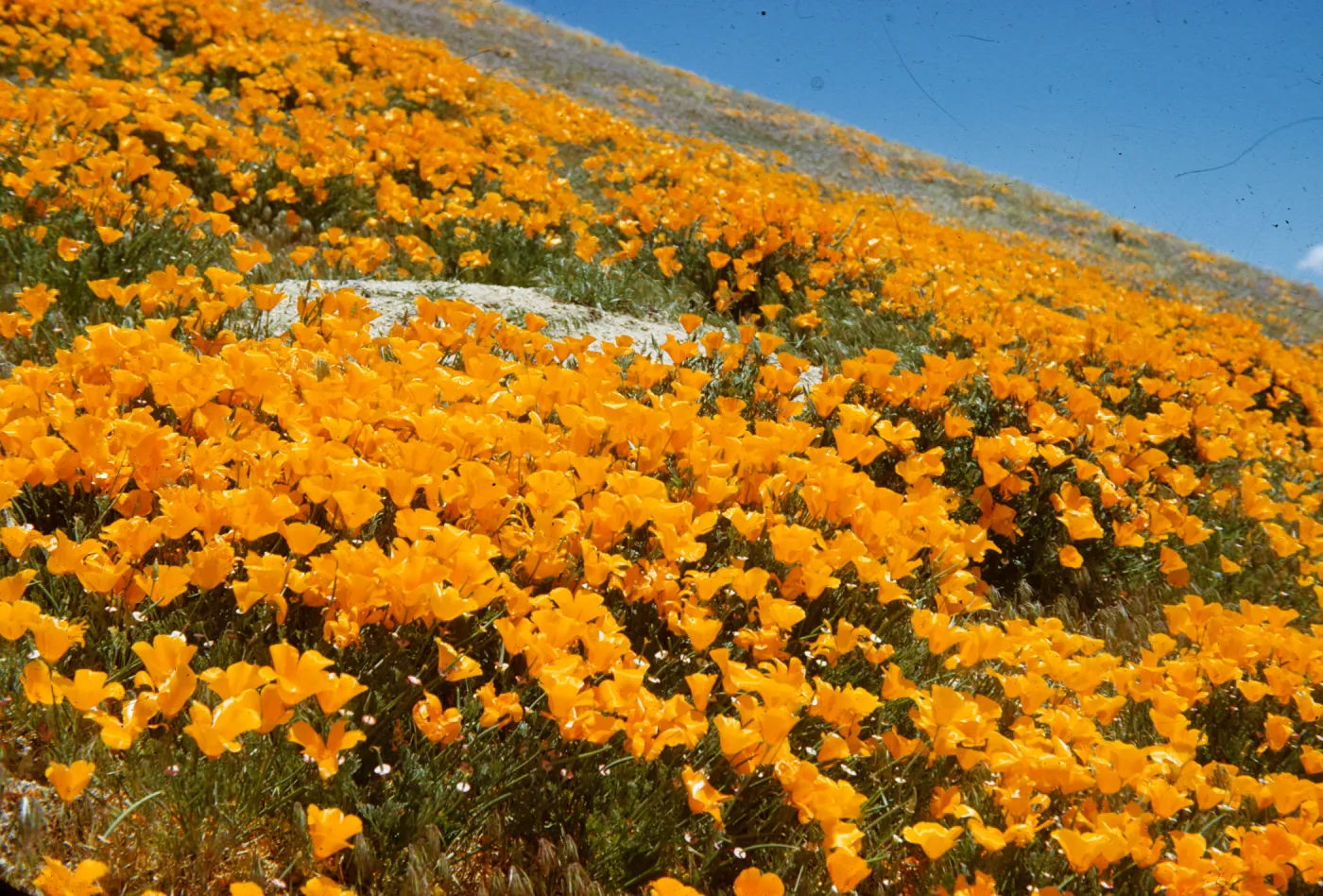 wildflowers, field of poppies on Gorman hillside