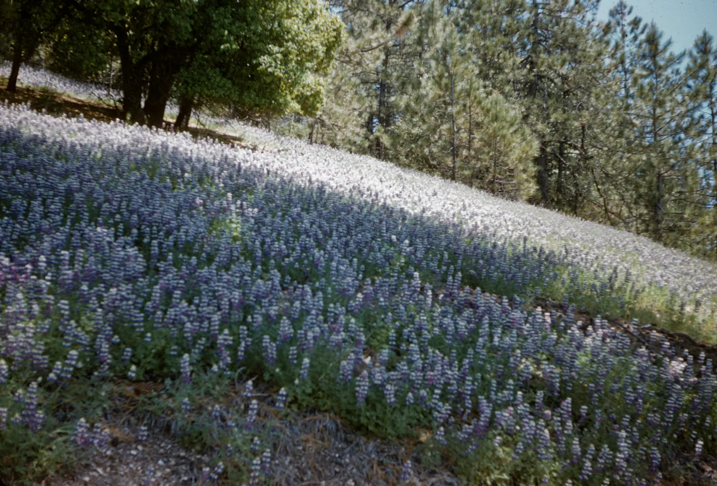 hillside of Lupinus nanus in bloom, wildflowers, Figueroa Mountain