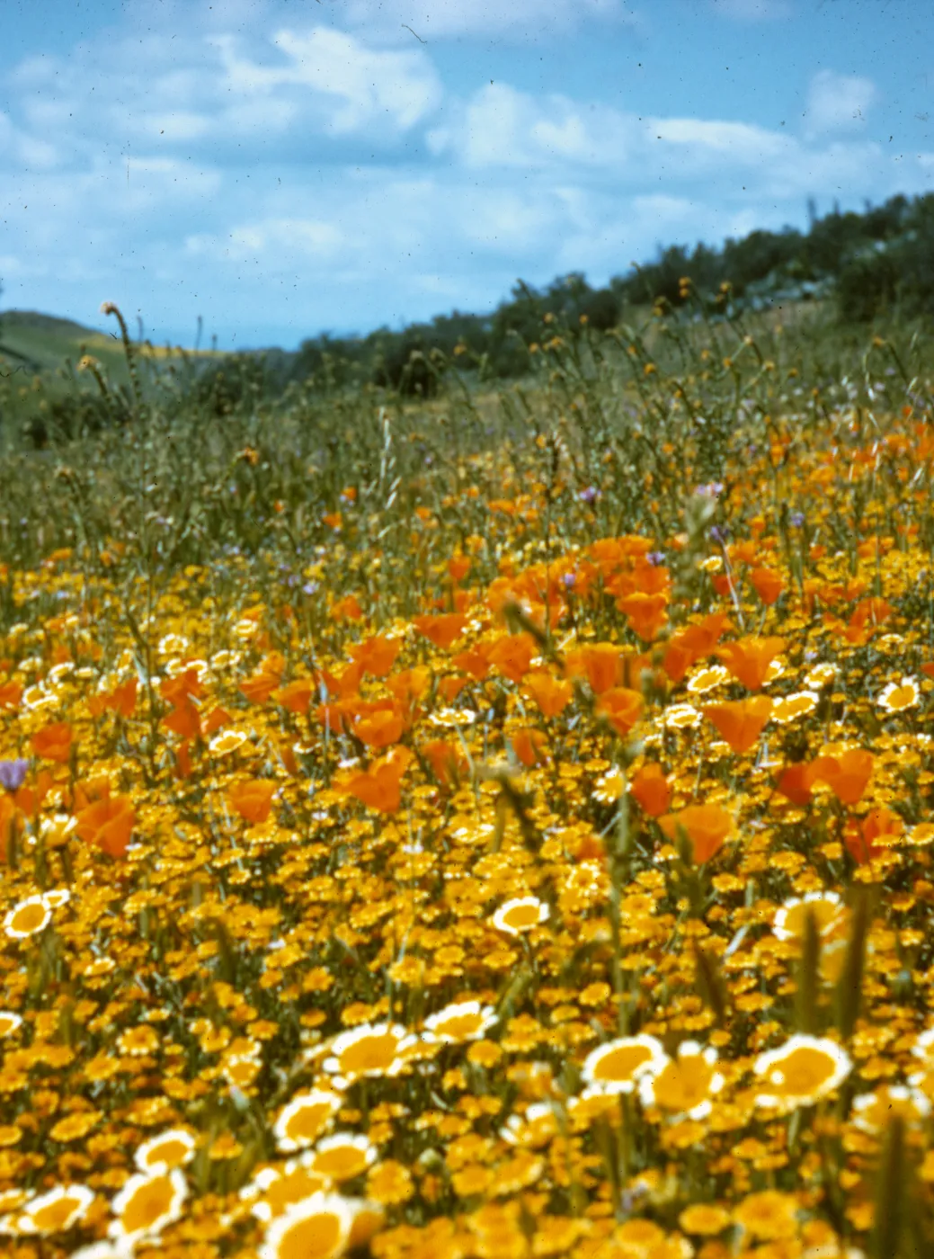 carpet of various wildflowers, Spring 1973, Figueroa Mounatin