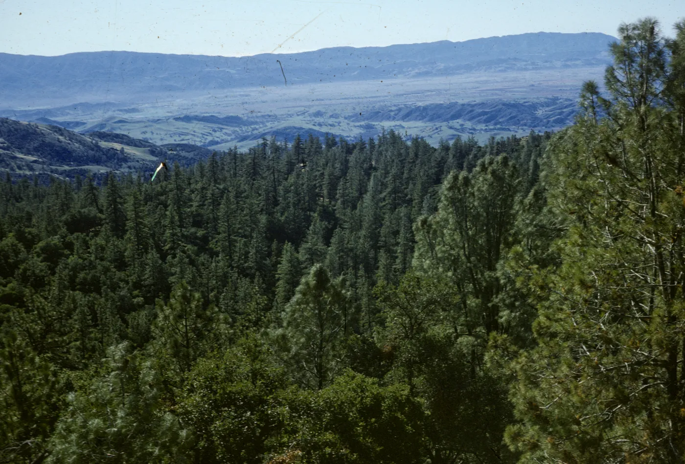 conifer forest, valley view, Figueroa Mountain