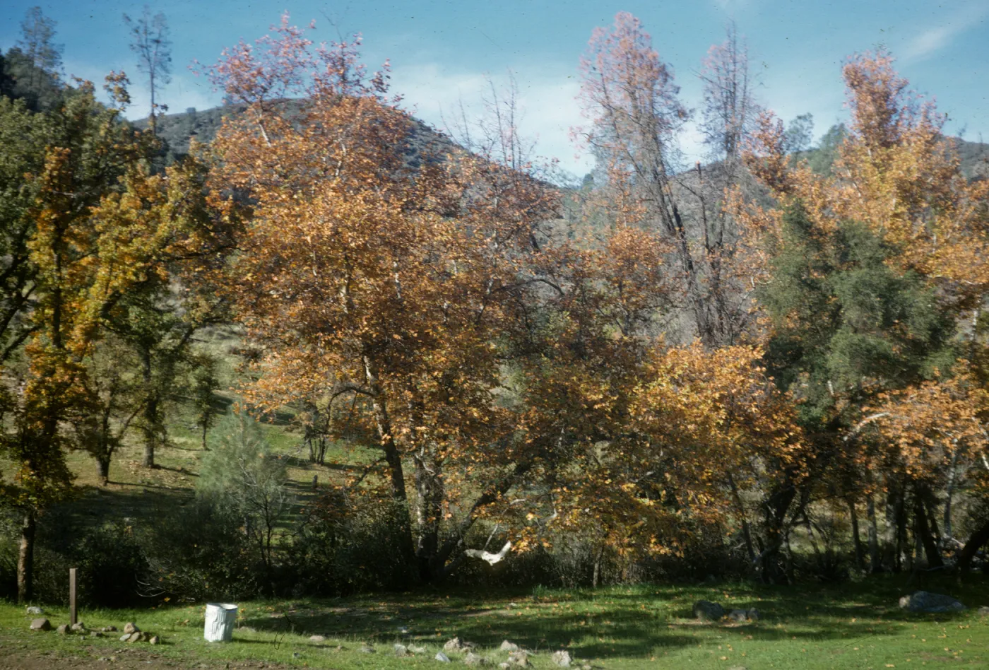 Davy Brown camp, Figueroa Mountain